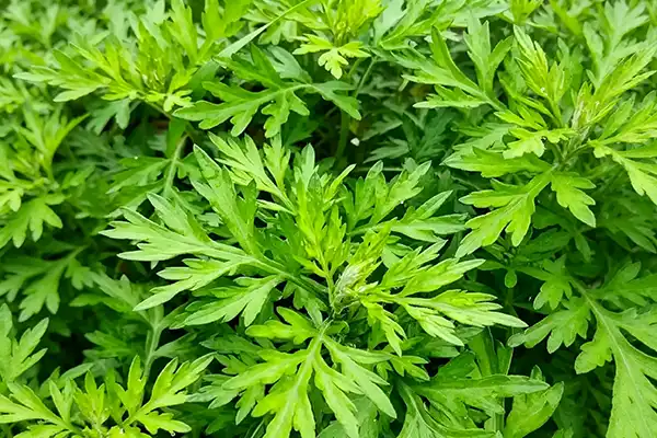 Is Artemisia Argyi Extract the Next Breakthrough in Wellness?